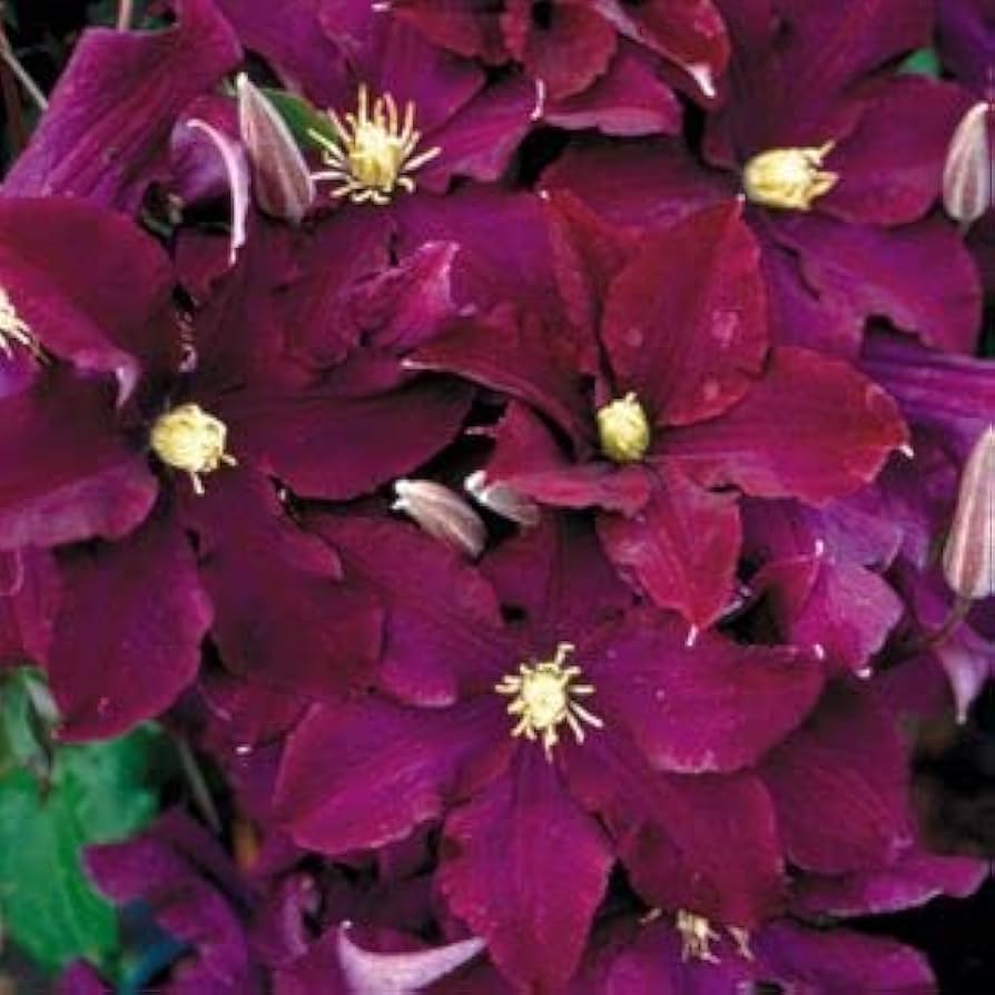 Maroon Clematis Flower Seeds – Heirloom Non-GMO High Germination Organic Garden Seeds for Planting
