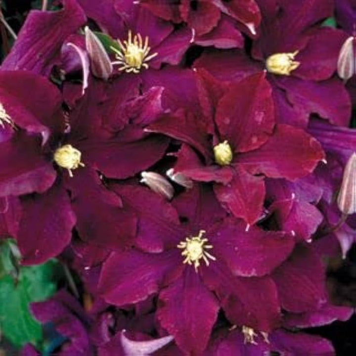 Maroon Clematis Flower Seeds – Heirloom Non-GMO High Germination Organic Garden Seeds for Planting