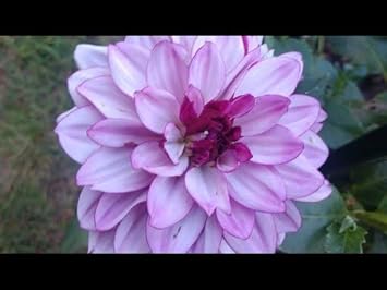 Flower Seeds, Seeds for Planting, Plant Seeds