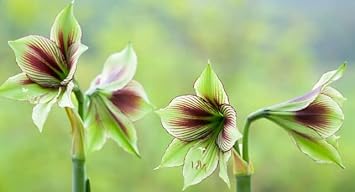 green violet flower seeds