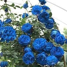 climbing rose flower seeds
