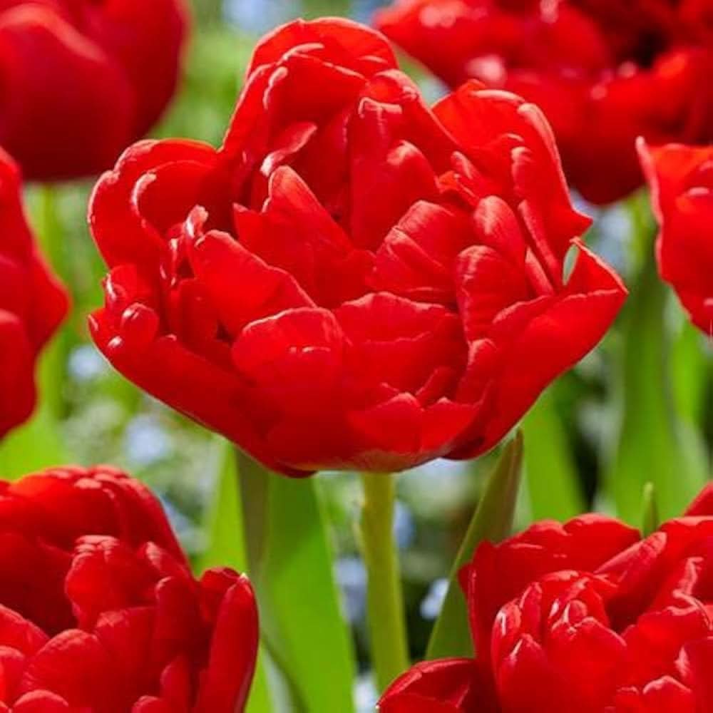 double tulip flower seeds
