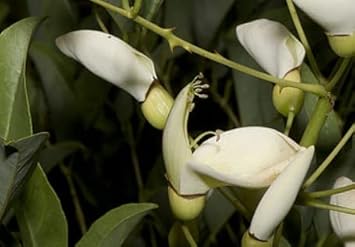 white erythrina flower seeds