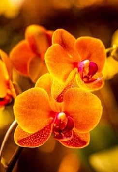 Flower Seeds, Seeds for Planting, Plant Seeds