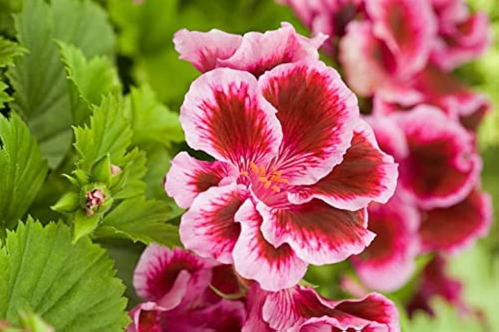 Geranium Flower Seeds for Planting Brown Purple 100 pcs