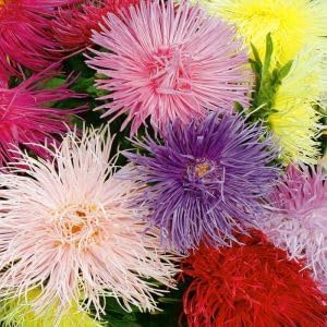 Flower Seeds, Seeds for Planting, Plant Seeds