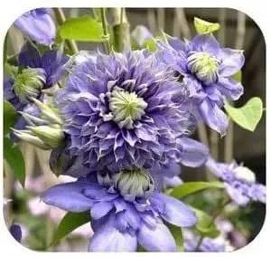 purple clematis flower seeds