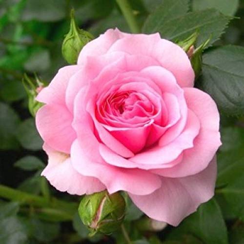 Fresh Rose Flower Seeds for Planting, Light Pink 100 pcs