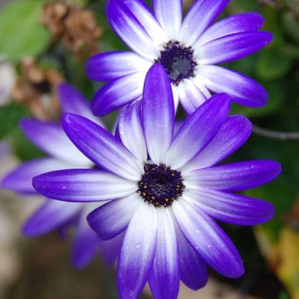 Blue Brachycome Flower Seeds for Planting - 100 pcs