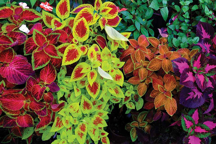 Bland Coleus Canina plantefrø til udplantning - 100 stk