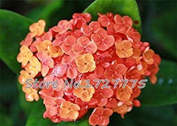 Flower Seeds, Seeds for Planting, Plant Seeds