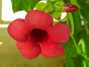 Flower Seeds, Seeds for Planting, Plant Seeds