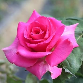 Flower Seeds, Seeds for Planting, Plant Seeds