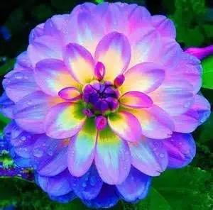 yellow blue flower seeds