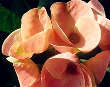 Flower Seeds, Seeds for Planting, Plant Seeds