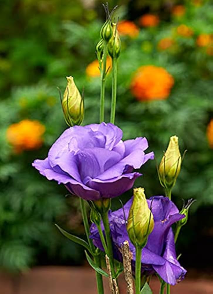 Purple Eustoma Flower Seeds 100 pcs