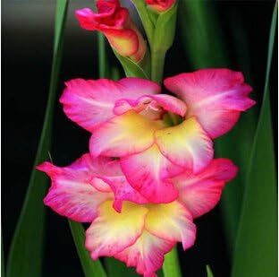 pink heirloom flower seeds