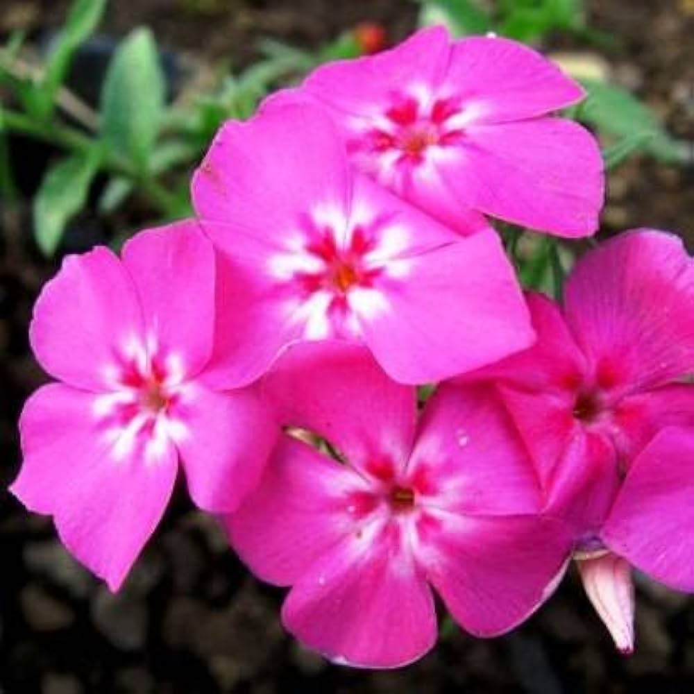 pink phlox flower seeds