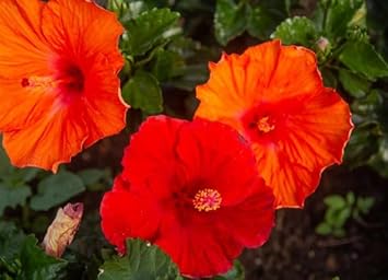 Flower Seeds, Seeds for Planting, Plant Seeds