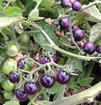 Deep Violet Tomato Seeds for Planting
