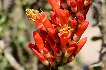 ocotillo fouquieria flower seeds