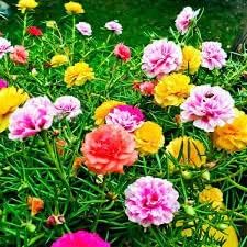portulaca for flower seeds