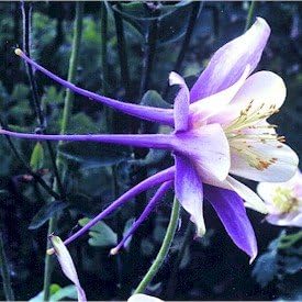 blue white flower seeds