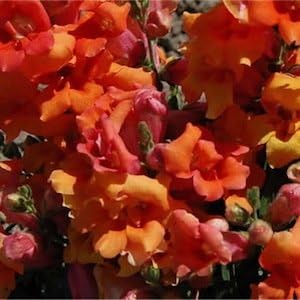 orange snapdragon flower seeds