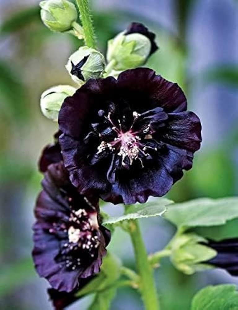 happy lights flower seeds