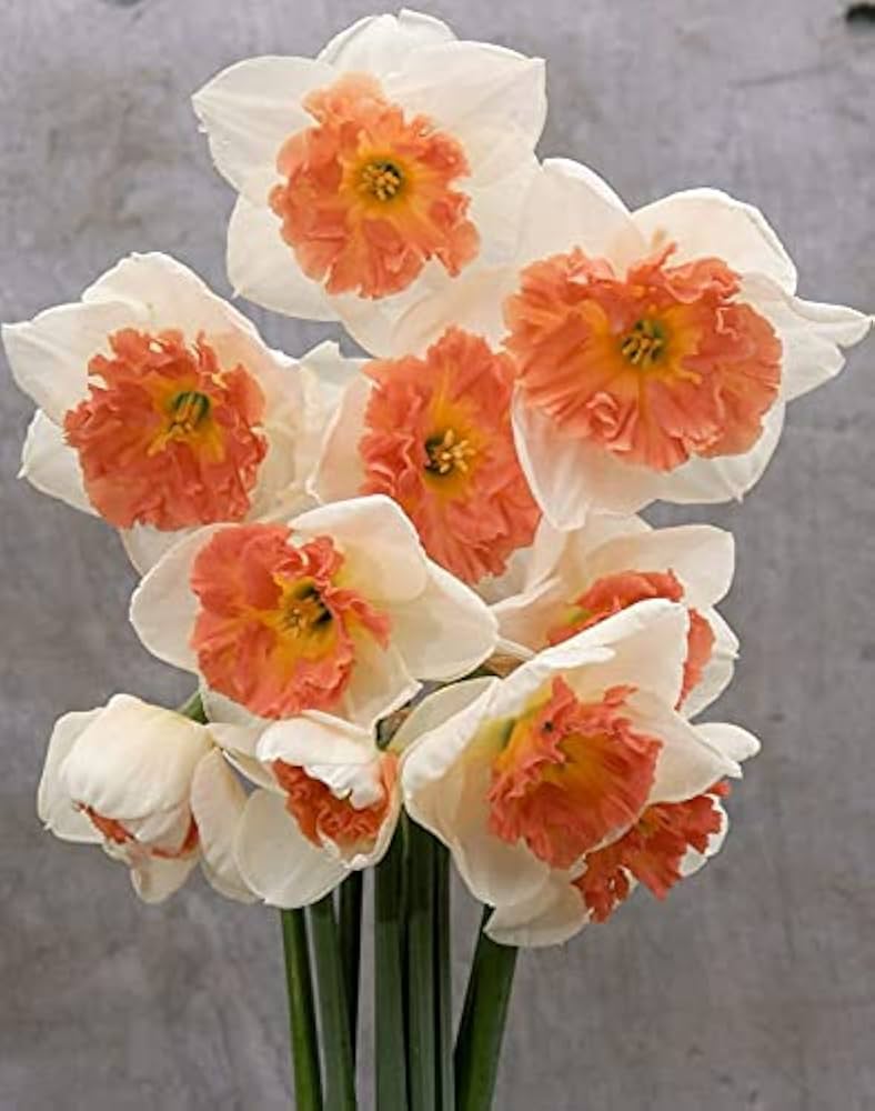 Orange White Narcissus Flower Seeds for Planting – Heirloom, Non-GMO, High Germination Organic Garden Seeds