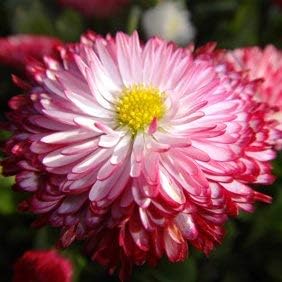 red white flower seeds
