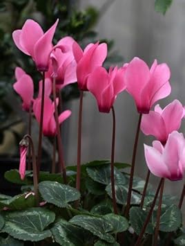 pink organic flower seeds