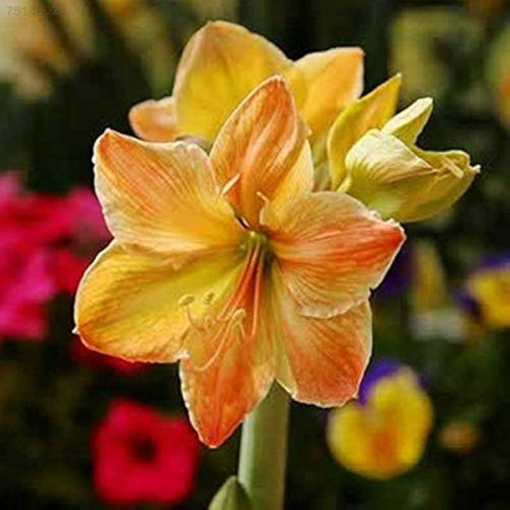 yellow amaryllis flower seeds