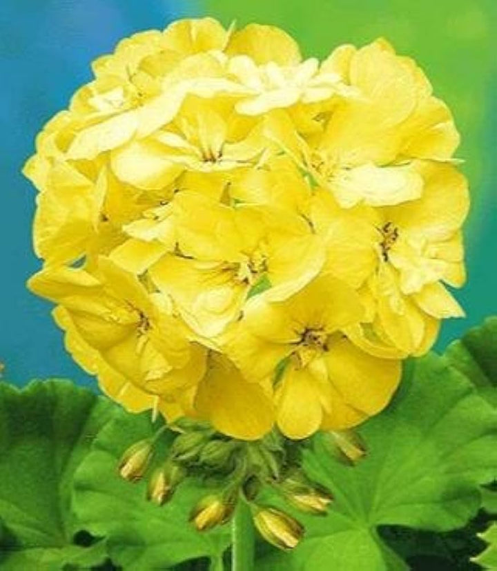 Yellow Univalve Geranium Flower Seeds for Planting 100 pcs