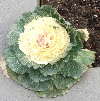 White &amp; Yellow Kale Seeds for Planting