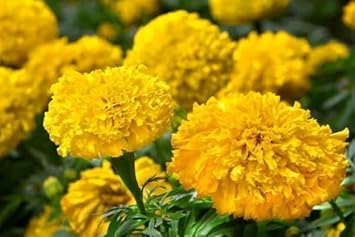 Flower Seeds, Seeds for Planting, Plant Seeds