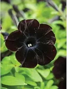 black petunia flower seeds