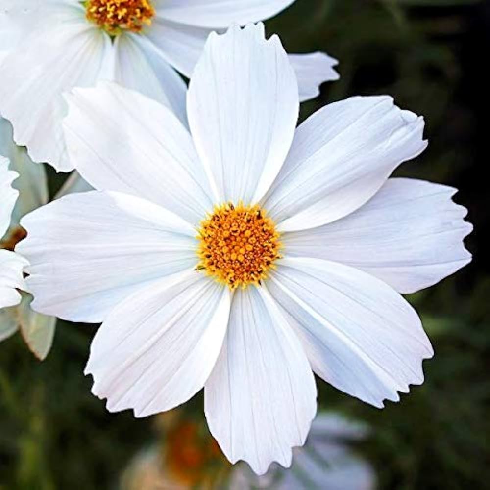 White Cosmos Flower Seeds for Planting - 100 pcs