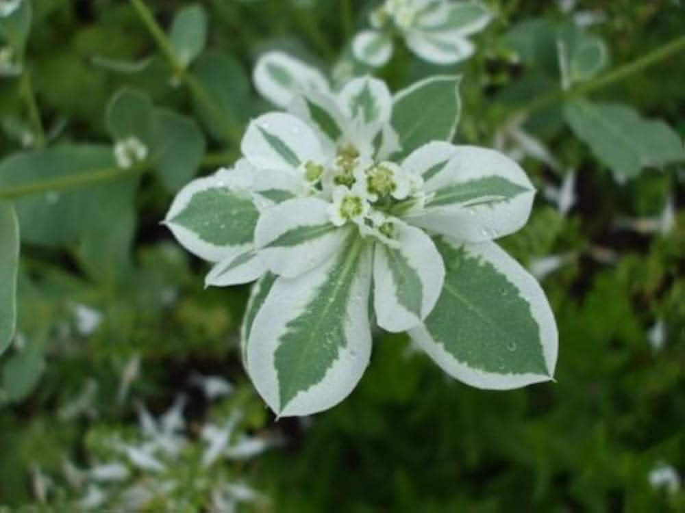 white snow flower seeds