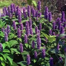 heirloom agastache flower seeds