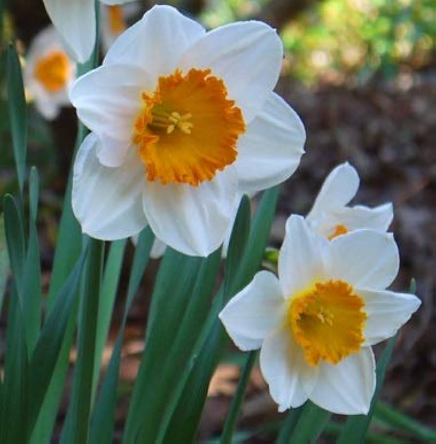 yellow white flower seeds