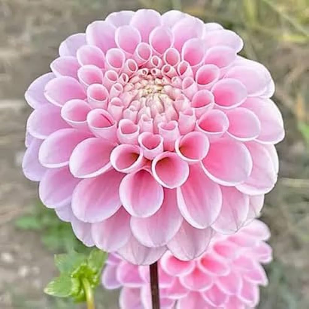 Pink Pompon Dahlia Blomsterfrø til udplantning - 100 stk