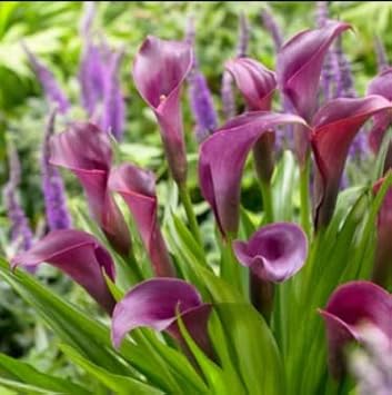 Flower Seeds, Seeds for Planting, Plant Seeds