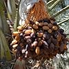 Medjool Date Palm Seeds for Planting – Heirloom, Non-GMO, Sweet Fruit Tree for Home Garden & Tropical Landscapes