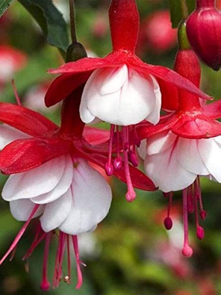 fuchsia fuchsia flower seeds