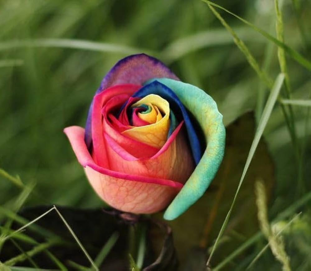 holland rainbow flower seeds