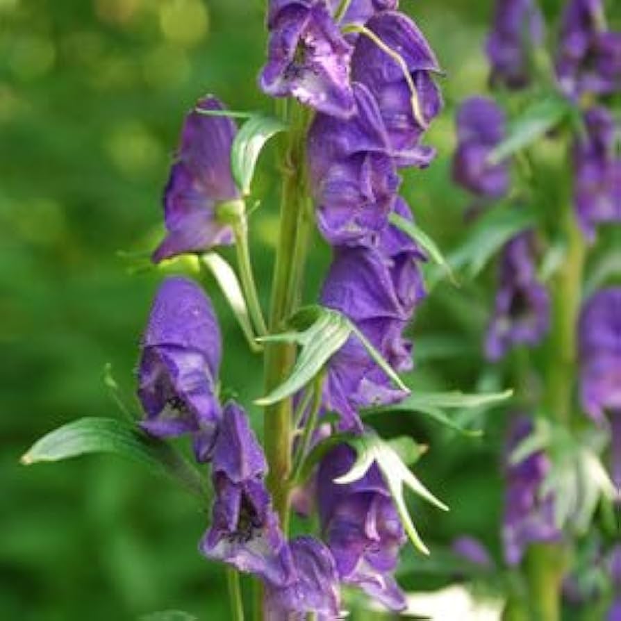 monkshood aconitum flower seeds
