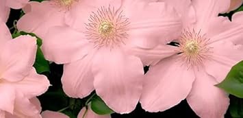 Flower Seeds, Seeds for Planting, Plant Seeds