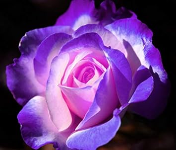 Heirloom Non-GMO Light Lavender Rainbow Rose Flower Seeds for Planting