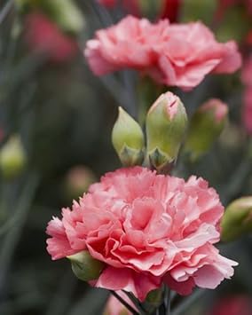 Flower Seeds, Seeds for Planting, Plant Seeds